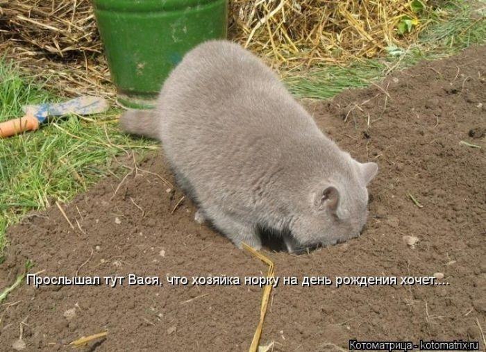 Без кота жизнь не та (50 фото ) Без кота жизнь не та (50 фото )