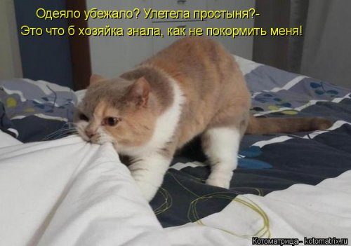 Самые уморительные котоматрицы) Самые уморительные котоматрицы)