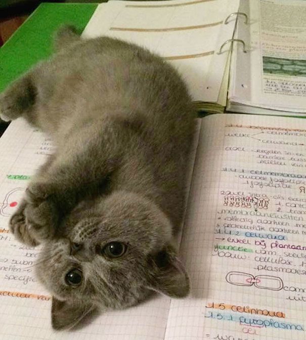 20 кошек, которые плевать хотели на твоё личное пространство 20 кошек, которые плевать хотели на твоё личное пространство