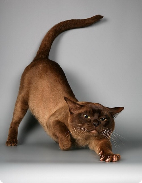 https://www.zootovary.com/userfiles/396_3(1).jpg