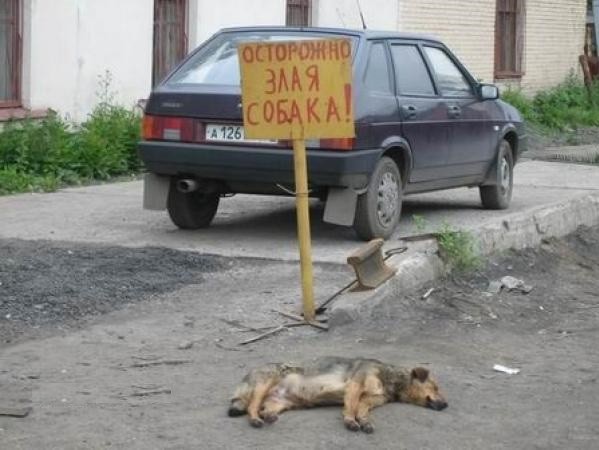 Таблички, правдивость которых не хочется проверять животные, прикол