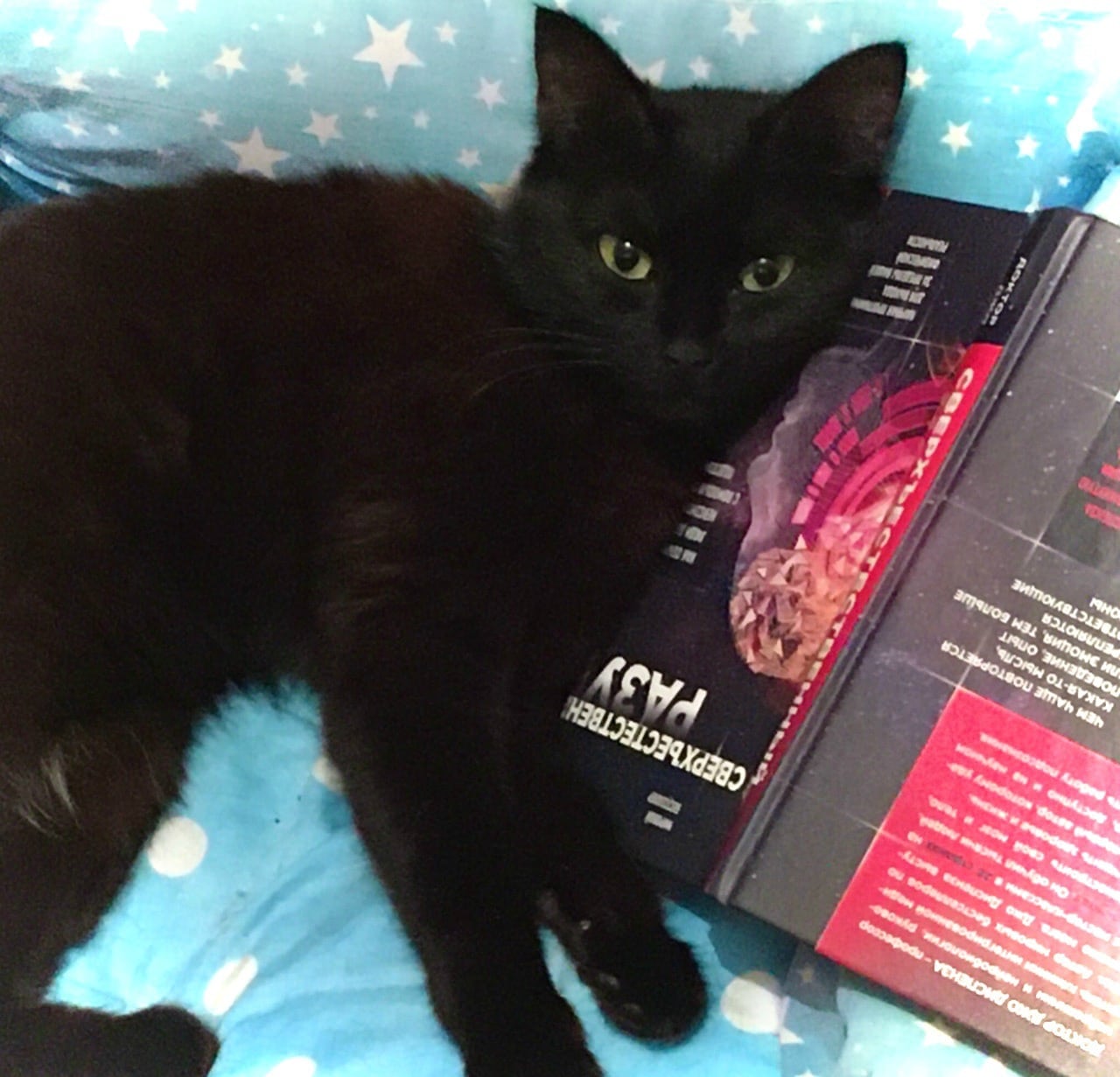 супруги помогли кошкам черная кошка