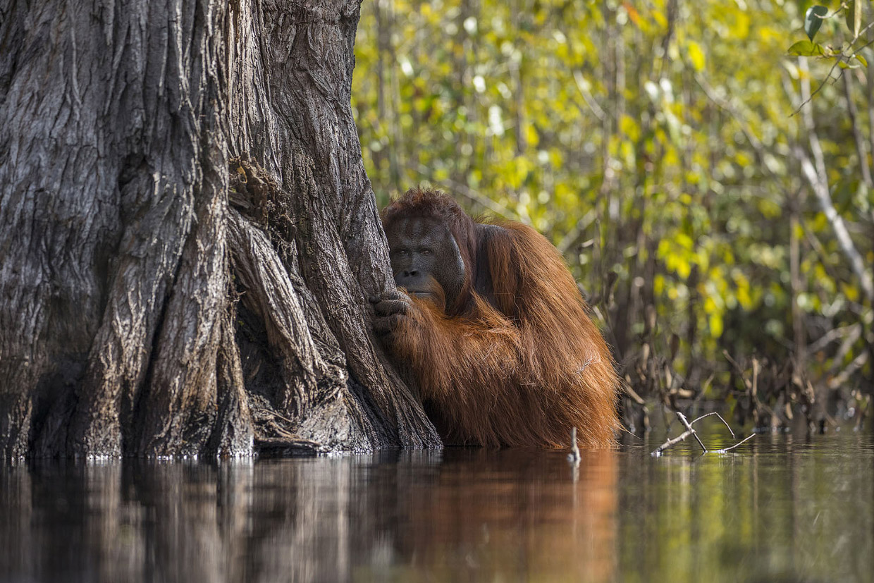 Фотографии победителей National Geographic Nature Photographer 2017