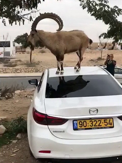 Автовсячина Автовсячина Автовсячина, авто, автомобиль, автоприкол, машина, прикол