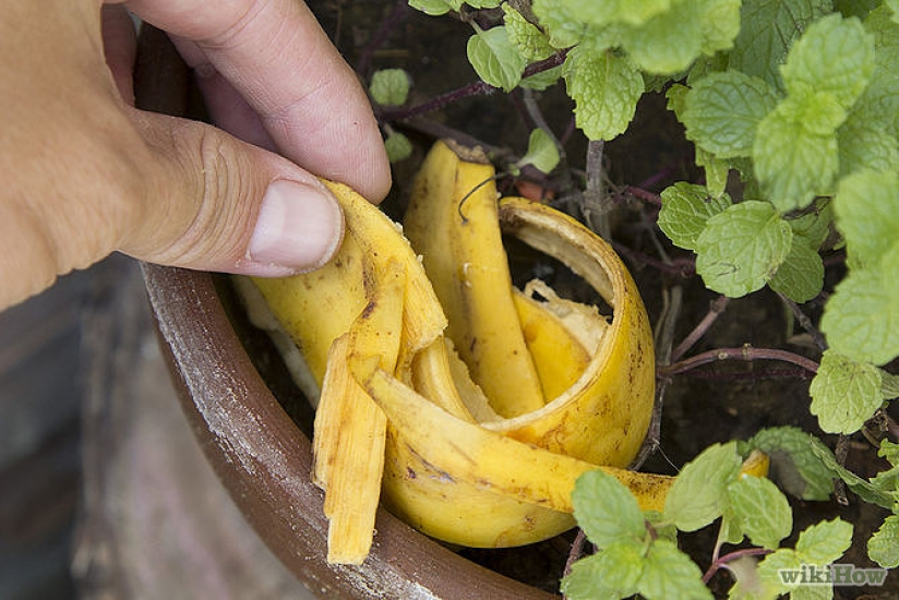 Зачем рассаде бананы? Подкормка банановым настоем
