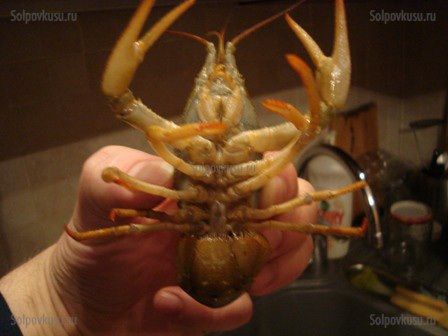 Раки, рыбалка, рецепт, блюдо, кухня