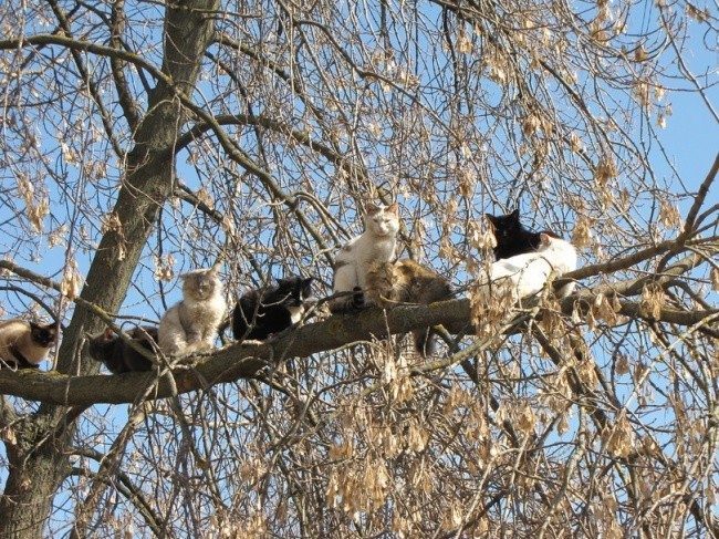 Весна — коты прилетели! Весна — коты прилетели!