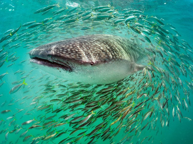 Подборка замечательных фотографий от National Geographic