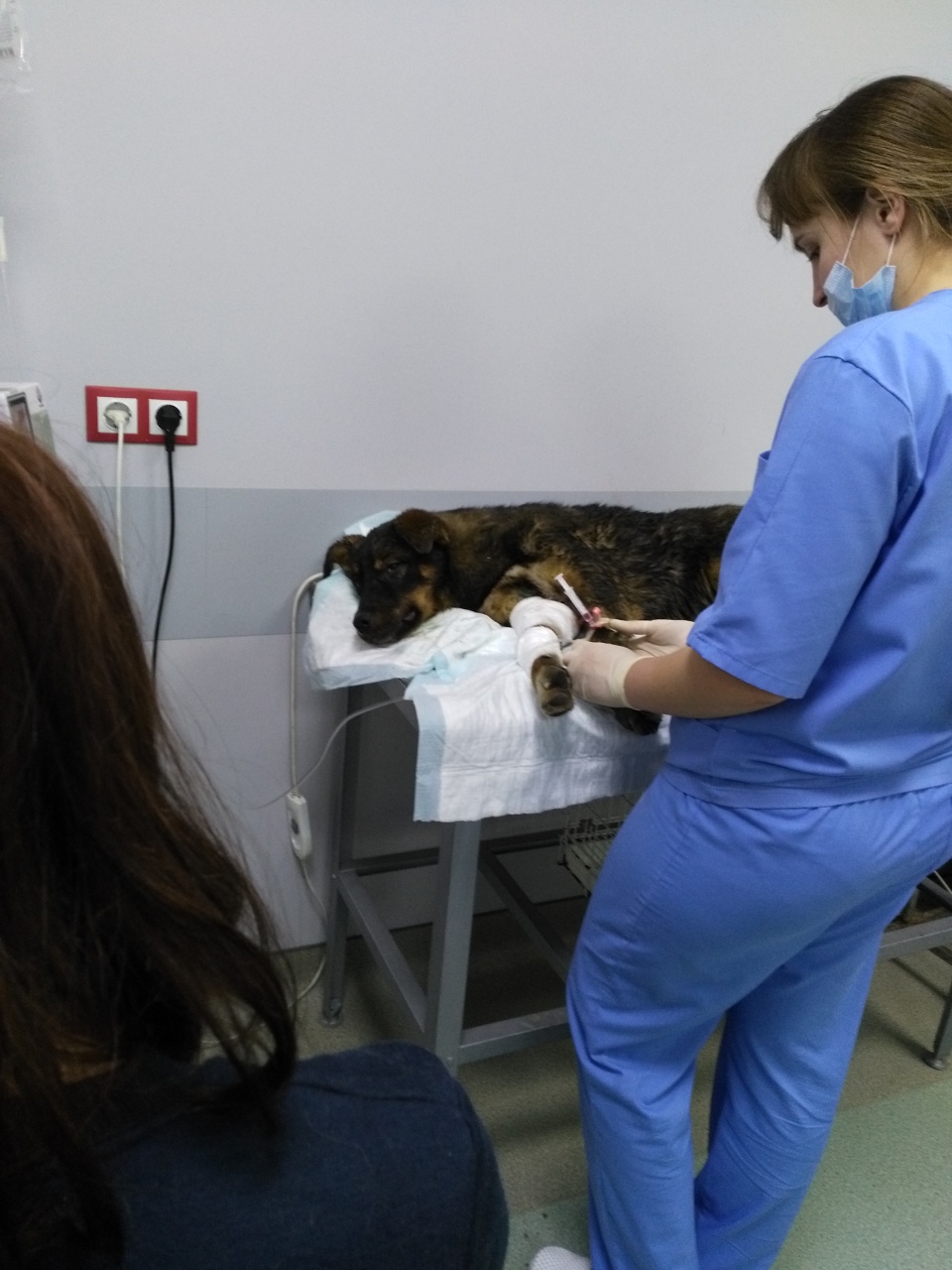 2 истории о погубленных щенках, которых вырвали из лап смерти 2 истории о погубленных щенках, которых вырвали из лап смерти