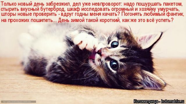 Котоматрицы для подзарядки позитивом))) Котоматрицы для подзарядки позитивом)))
