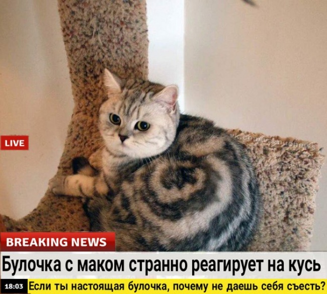 10 способов манипуляции нашим мнением, к которым прибегают в СМИ и соцсетях Манипуляция общественным мнением, способы, к которым прибегают в СМИ и соцсетях