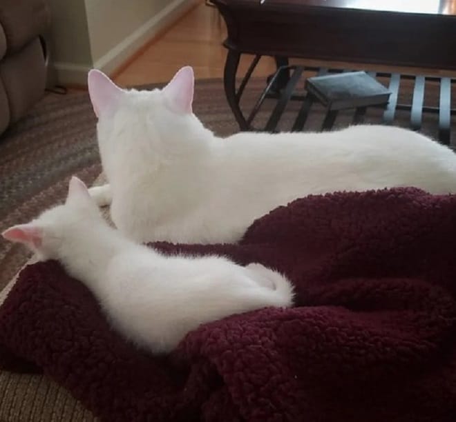 Белые коты Коты лежат