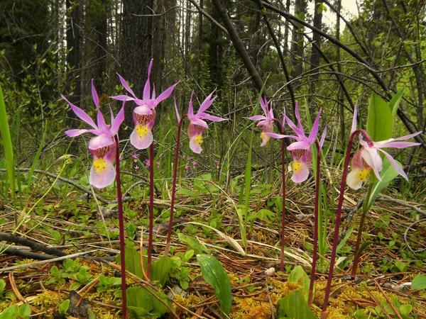 Орхидея калипсо луковичная, фото сайта Go Orchids - North America