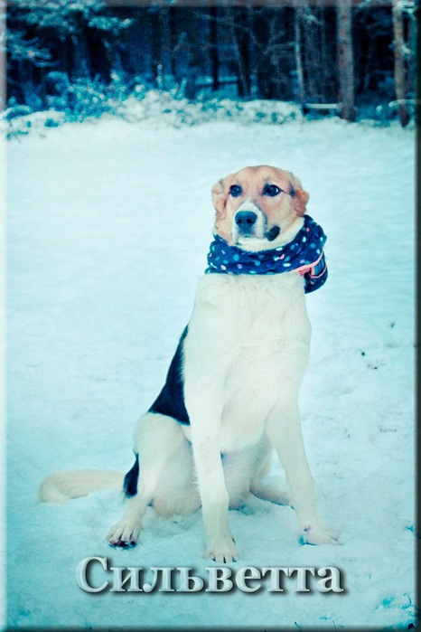 3045391_piar01 (466x700, 94Kb)