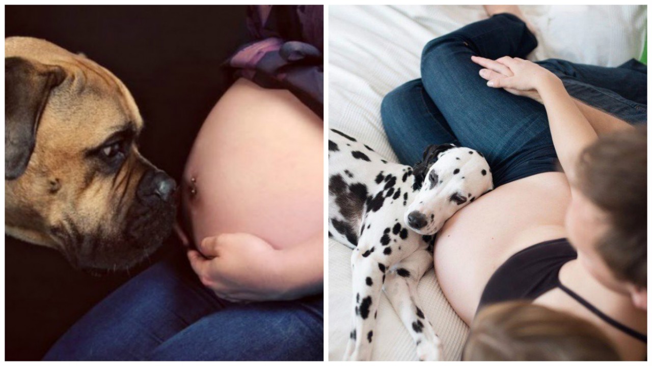 15 собак, которые очень ждут пополнения вместе с родителями 15 собак, которые очень ждут пополнения вместе с родителями