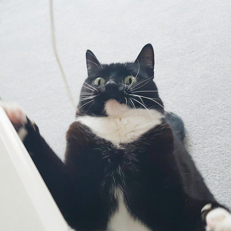 Кошка, которая в шоке от всего