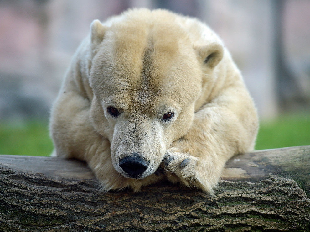 Эта белая медведица является старейшим медведем в зоопарке, ей 25 лет, но из-за болезни она имеет маленький рост — всего 1.35 м по сравнению с 2.20 у ее товарищей
