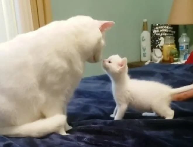 Коты на кровати Кошка и котенок
