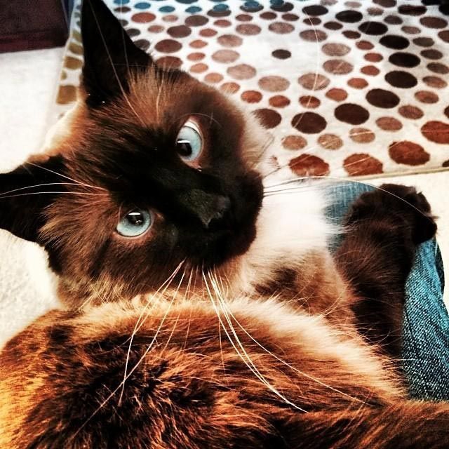 Милейшие косоглазые коты, чей изъян делает их уникальными Милейшие косоглазые коты, чей изъян делает их уникальными животные, косоглазые коты