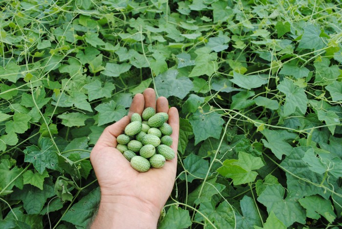 https://www.seedwise.com/assets/uploads/listings/main/54af00d52ff76.JPG