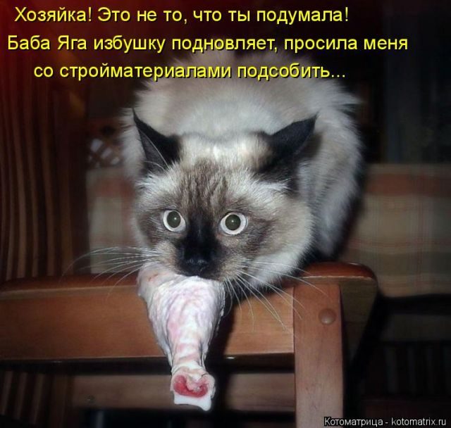 Котоматрицы для подзарядки позитивом))) Котоматрицы для подзарядки позитивом)))