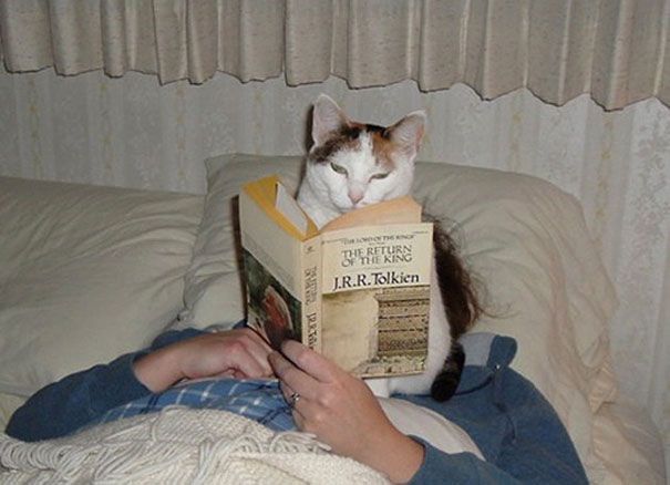 20 кошек, которые плевать хотели на твоё личное пространство 20 кошек, которые плевать хотели на твоё личное пространство