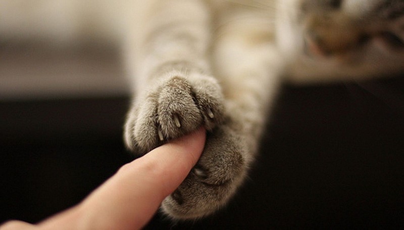 30 способов использования котов в хозяйстве kitties30 30 способов использования котов в хозяйстве