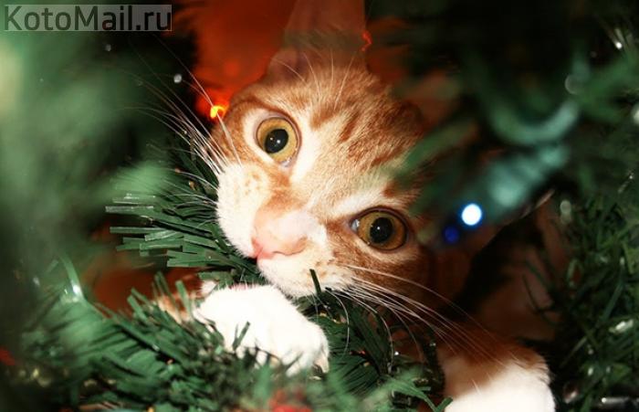 Коты и елка Коты и елка