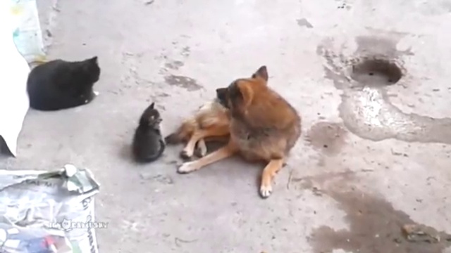 Кошка привела котят к своему другу Кошка привела котят к своему другу