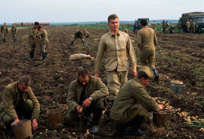 Привлечение к сельскохозяйственным работам военнослужащих. СССР, 1980-е годы. Привлечение к сельскохозяйственным работам военнослужащих. СССР, 1980-е годы.