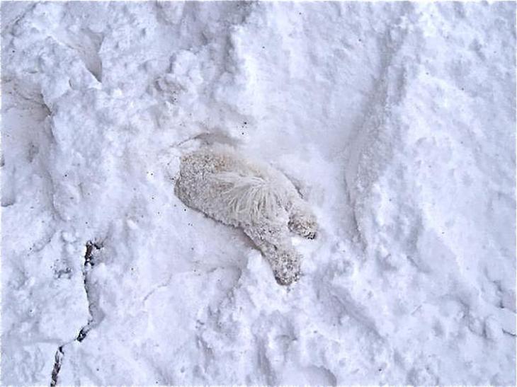 animals-first-time-seeing-snow-11__700