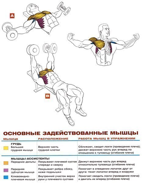 Качаем грудь: анатомия + основные упражнения!