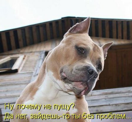 Смешные картинки о животных с подписями.