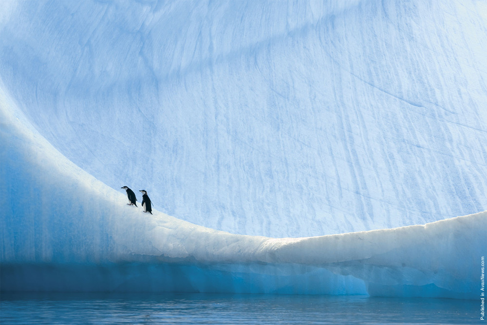 Polar Tales By Paul Nicklen. Part II