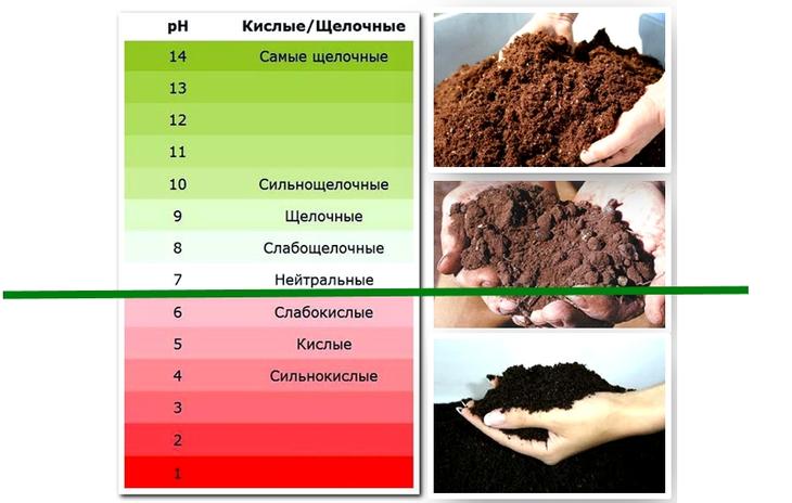 Кислотность почвы как проверить в домашних условиях Кислотность почвы как проверить в домашних условиях