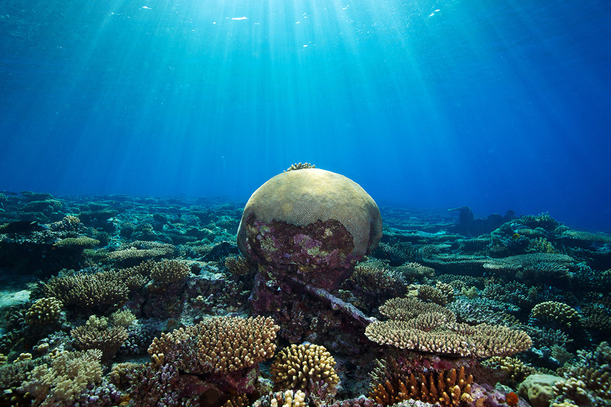 Подводный мир Красного моря Подводный мир Красного моря