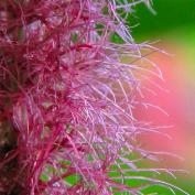 Молочай Акалифа (Acalypha) Молочай Акалифа (Acalypha)