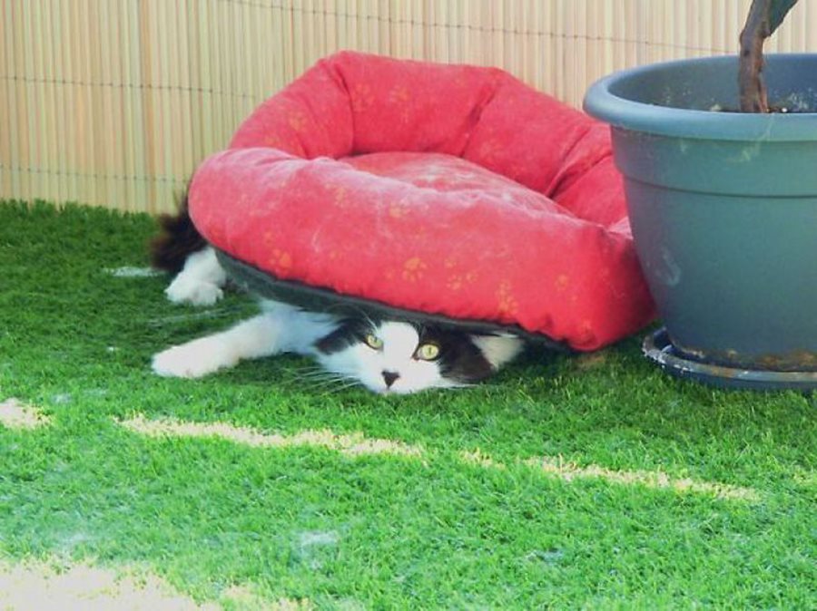 Кошачья логика Кошачья логика