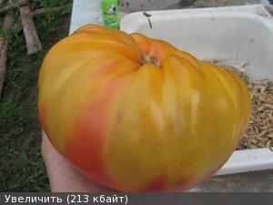 Какие томаты буду сажать? Какие томаты буду сажать?