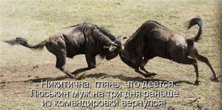 Смешные картинки о животных с подписями.