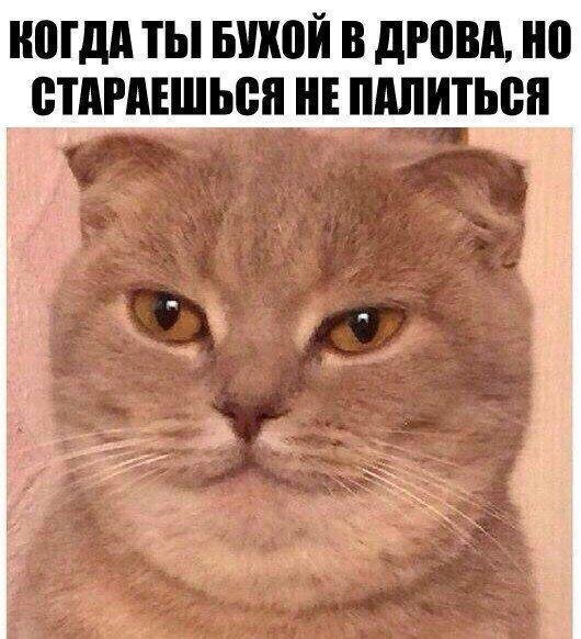 Ну очень остроумные подписи к картинкам Ну очень остроумные подписи к картинкам