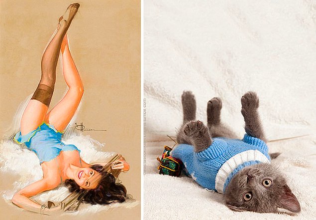15 кошек, позирующих в стиле красоток Pin Up
