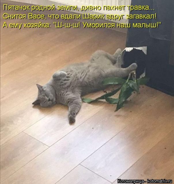 Котоматрицы для подзарядки позитивом))) Котоматрицы для подзарядки позитивом)))