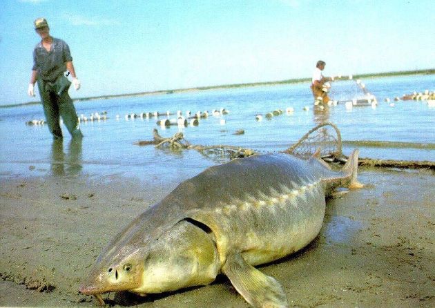 Калуга в Хабаровском краевом музее имени Н. И. Гродекова