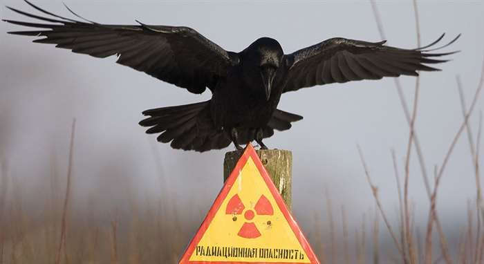 Животные правят Чернобылем после ядерной катастрофы Животные правят Чернобылем после ядерной катастрофы
