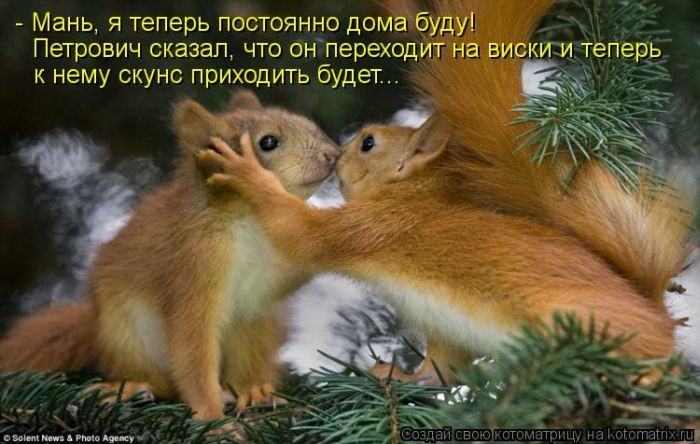 Без кота жизнь не та (50 фото ) Без кота жизнь не та (50 фото )