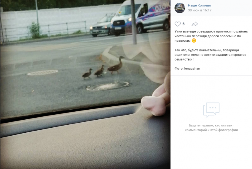 Фото дня: пернатые нарушители ПДД безнаказанно разгуливают по Коптеву