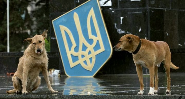 Генерал НАТО предсказал победу ополченцев в борьбе за независимость Генерал НАТО предсказал победу ополченцев в борьбе за независимость