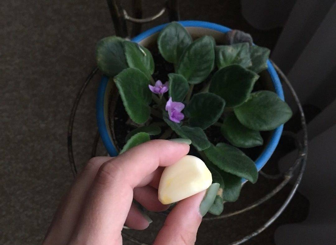 Зачем класть зубчики чеснока в горшки с комнатными растениями
