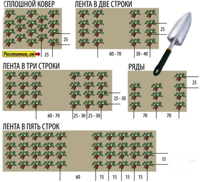 схема посадки клубники